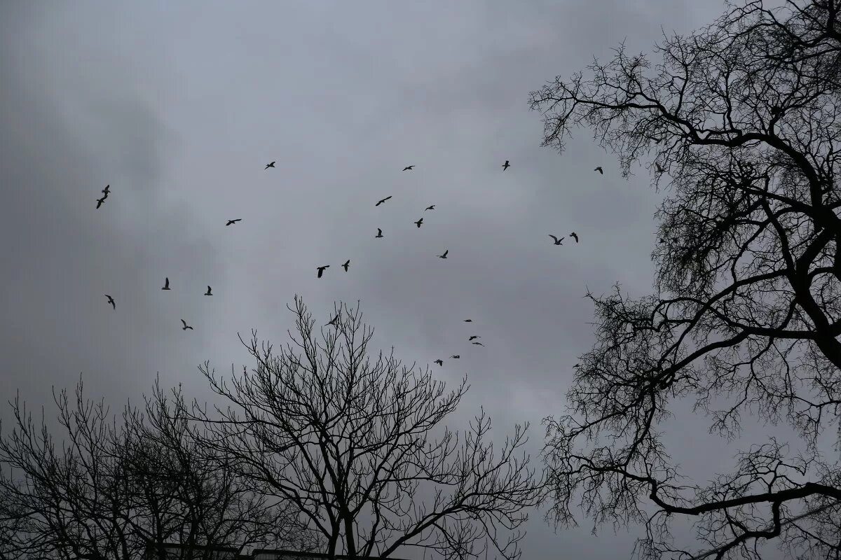 Птицы кроны деревьев. Пасмурное небо с птицами. Серое небо птицы. Стая птиц в пасмурном небе. Птицы в небе и дождь.