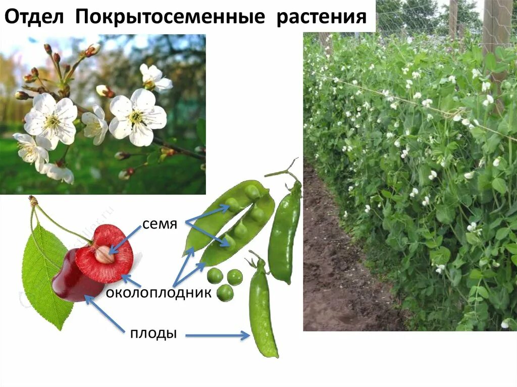 Покрытосеменные имеют плоды. Отдел Покрытосеменные растения. Многолетние Покрытосеменные растения. Отдел Покрытосеменные семя. Лианы Покрытосеменные.