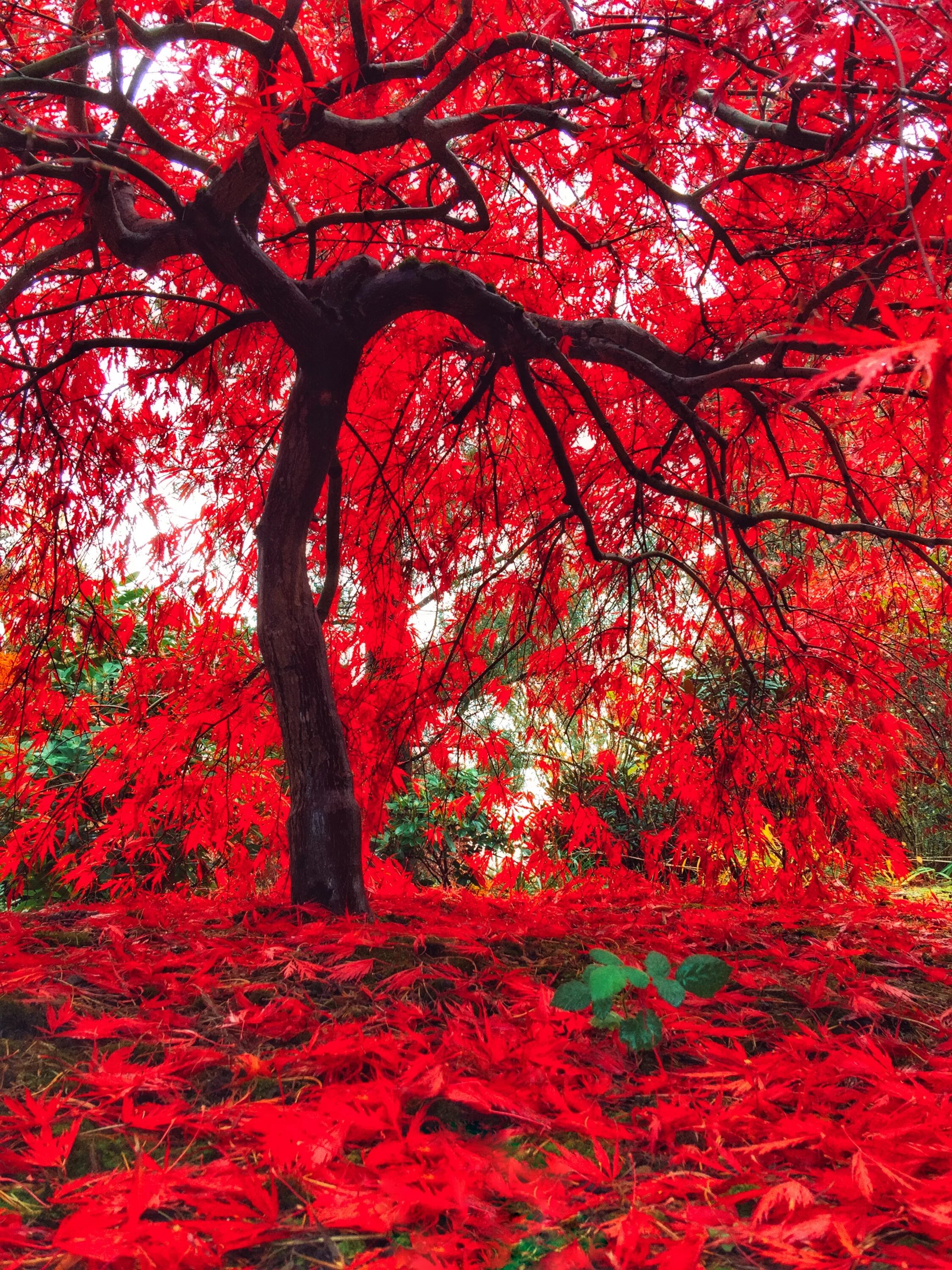 Красивое красное дерево. Японский клен Орегон. Червоне дерево. Дерево с красными листьями. Красная осень.