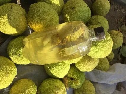Маклюра сделать настойку рецепт