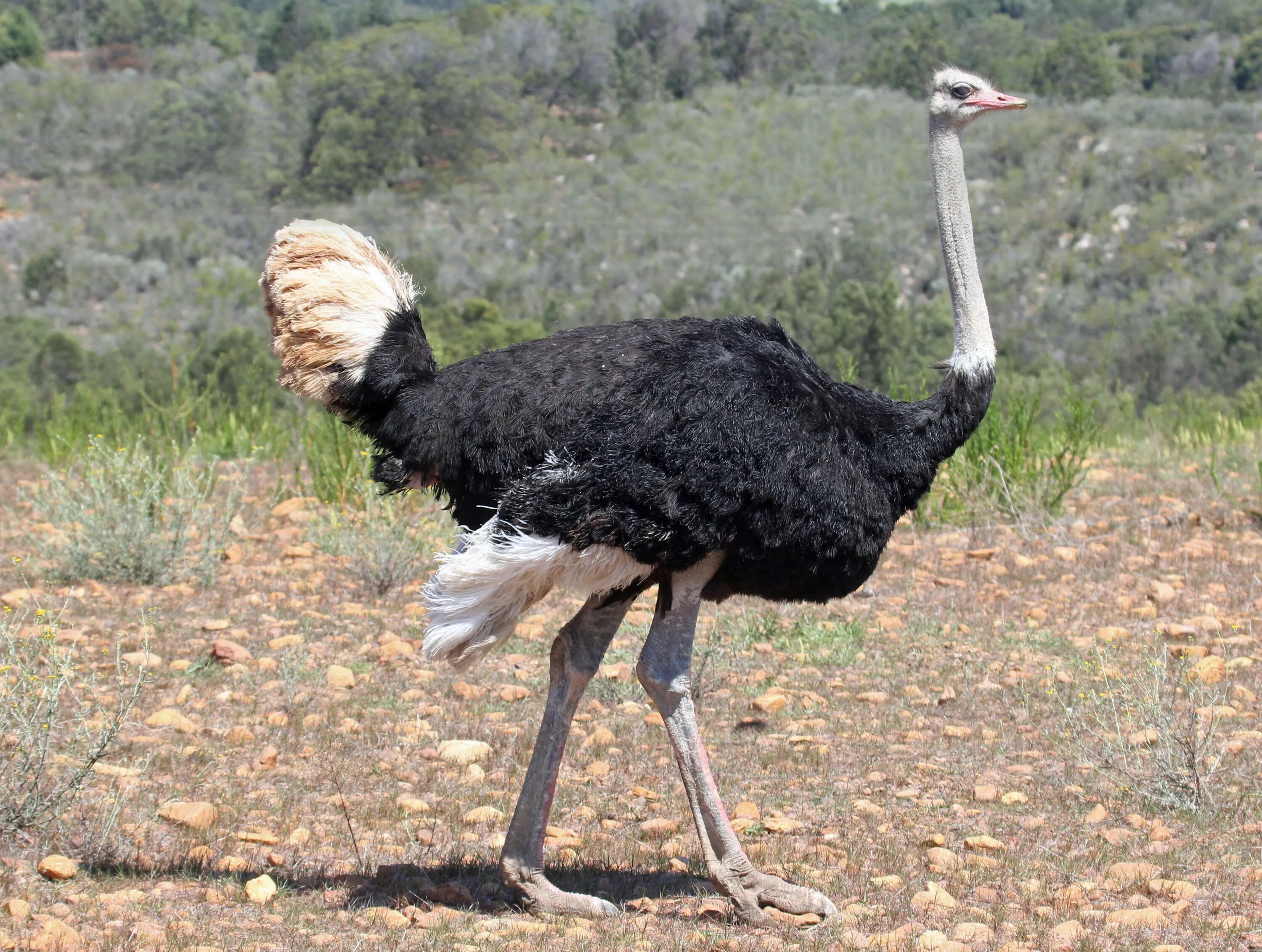 Самая крупная птица 5. Африканский страус. Туякуш. Африканский страус самец. Африканский страус фото.