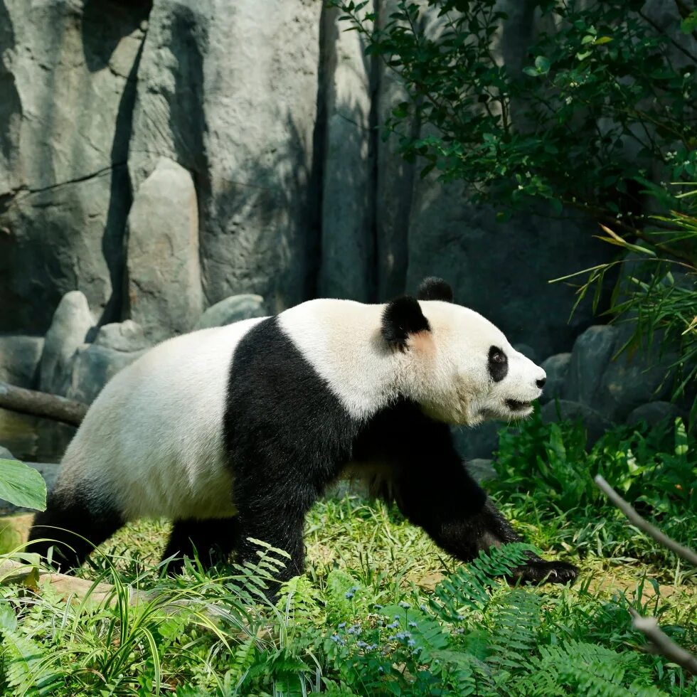 Ареал большой панды. Место обитания панды. Местообитание панды. Среда обитания панды. Большая панда медведь