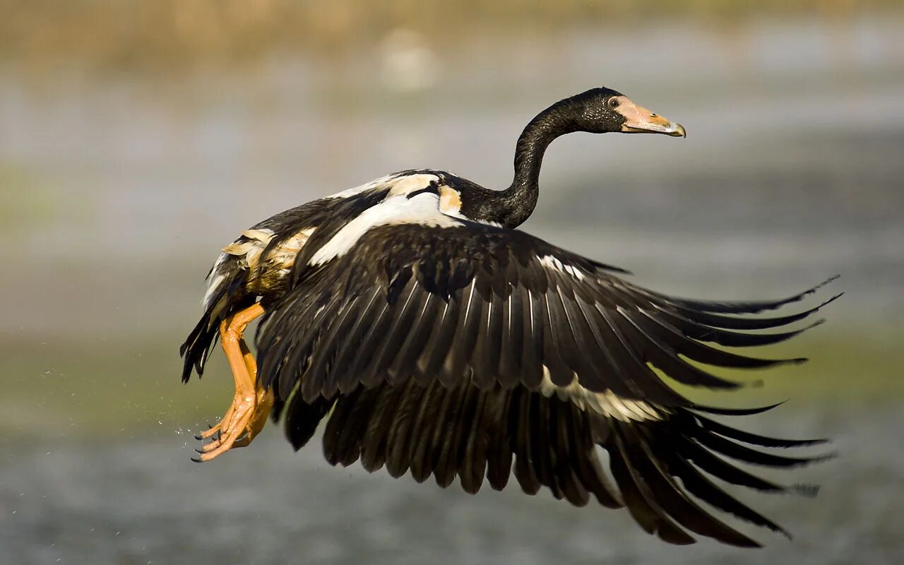 Take bird. Полулапчатый Гусь. Anseranas semipalmata. Нильский Гусь. Гусеобразные птицы.