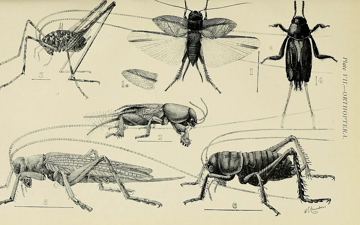 Саранча без метаморфоза. Прямокрылые анатомия. Лапы насекомых Прямокрылые. Прямокрылые Тип личинки. Прямокрылые насекомые представители.