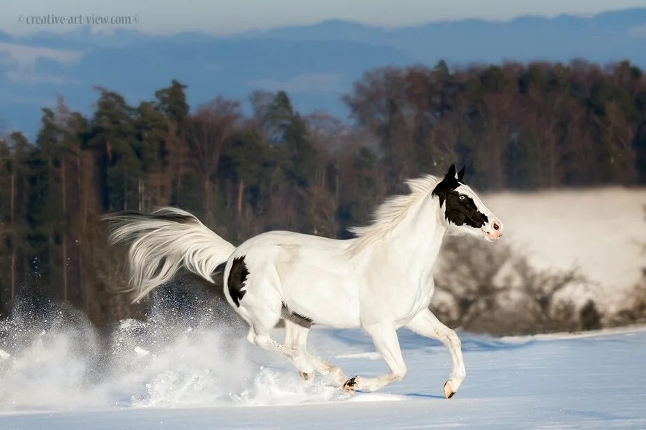 Лошадка рысь. Лошадь бежит. Конь скачет. Белый конь. Белая лошадь бежит.