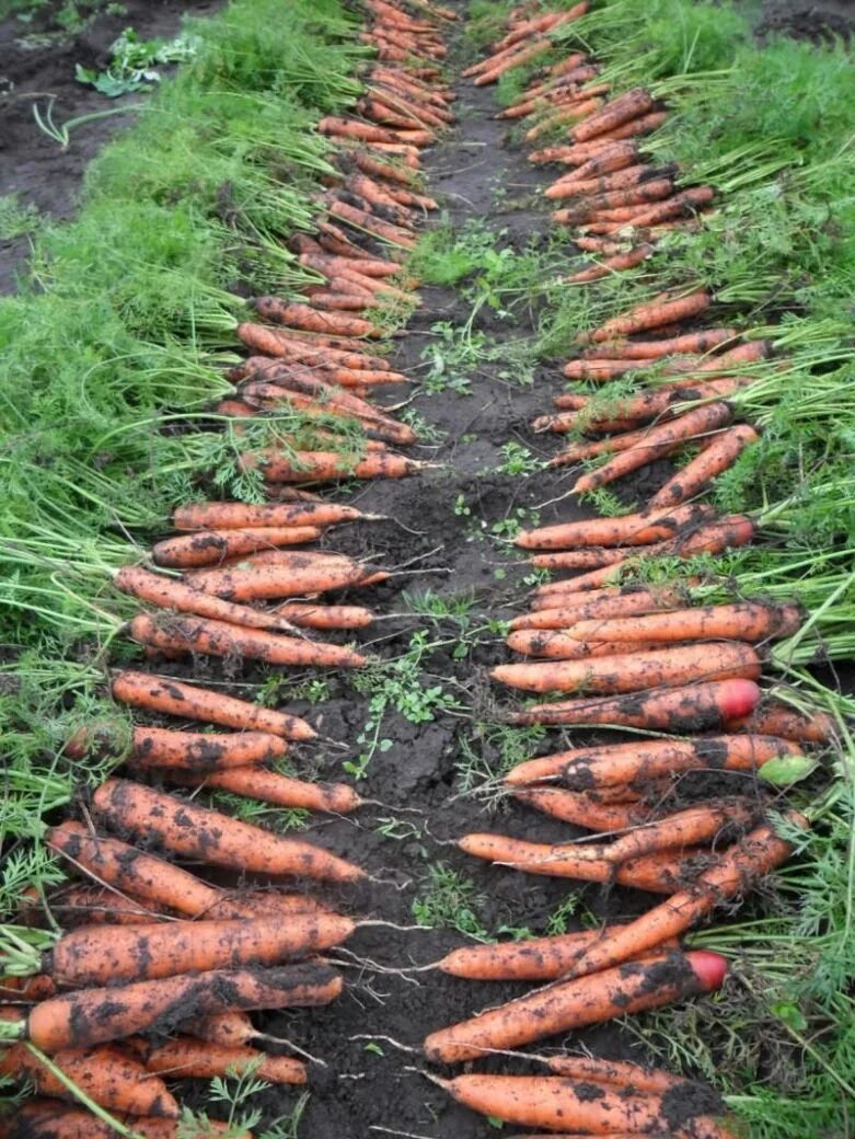Как вырастить хорошую морковь в открытом грунте. Урожай моркови. Морковь на грядке. Морковь в огороде. Морковь растет на грядке.