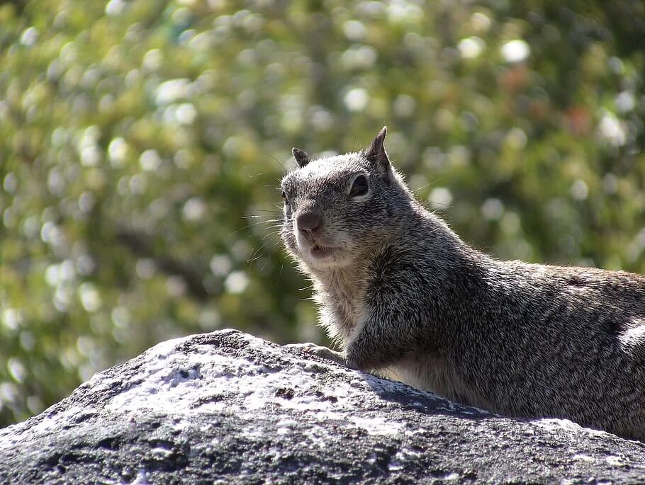 Какие животные обитают в тульской области. Wild Squirrel. Животные живут на улице. Зоология фото животных. Живые фото животных.