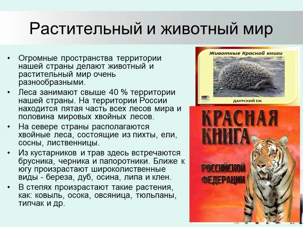 Презентация животный мир россии 8 класс география. Сообщение животные и растения. Доклад о животных и растений. О растительном животном мире России. Доклад о растительном и животном мире.