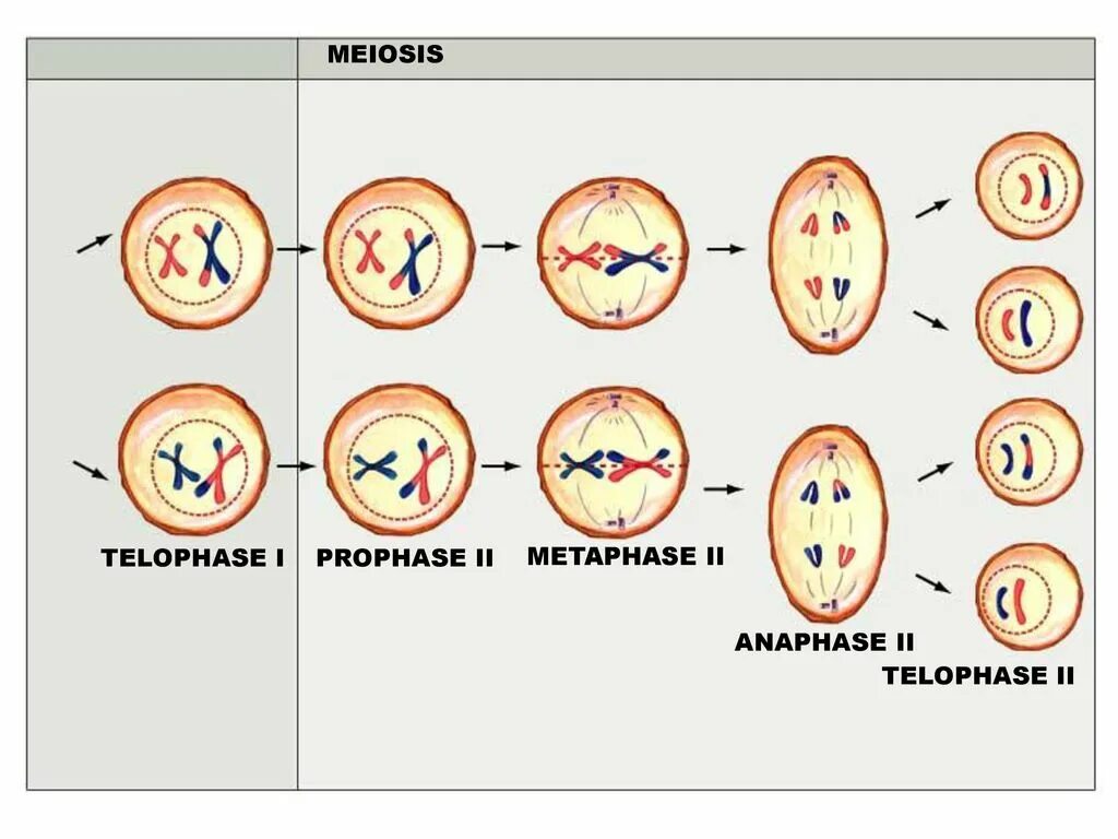 Результатом мейоза является. Telophase 1 Meiosis. Мейоз Пименов. Телофаза мейоза. Анафаза мейоза 2.