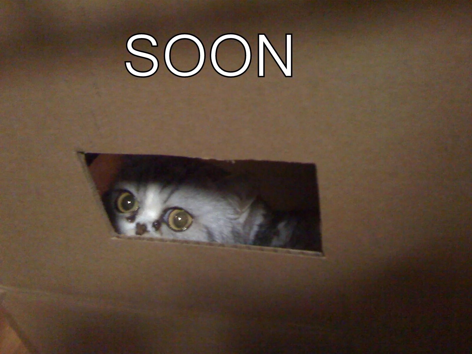 Expected soon. Кот soon. soon мем. мем кот soon. soon прикол.