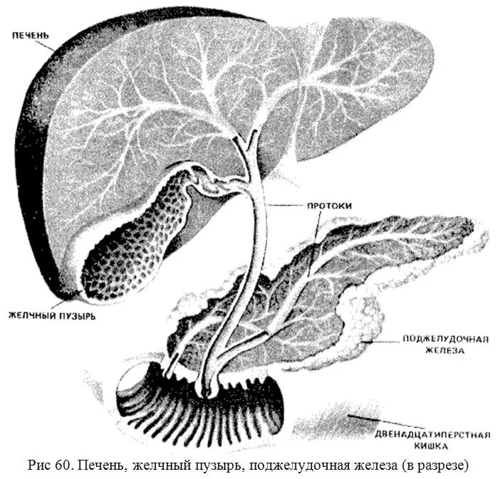 Орган имеет протоки открывающиеся в двенадцатиперстную кишку. Желчный пузырь и протоки строение. Пузырный желчный проток анатомия. Пузырный проток желчного пузыря строение. Анатомия печень желчный пузырь протоки.