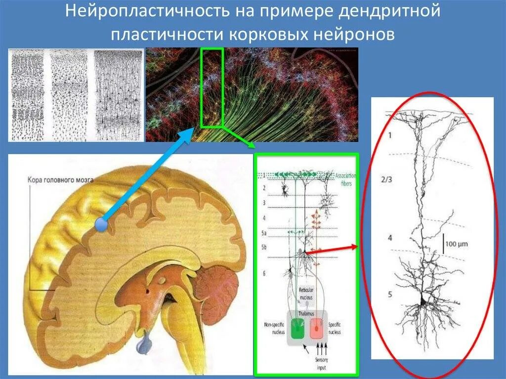 Нейропластичность. Нейропластичность мозга. Нейронная пластичность. Нейронная пластичность мозга. Пластичный мозг