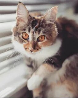 Кот вики