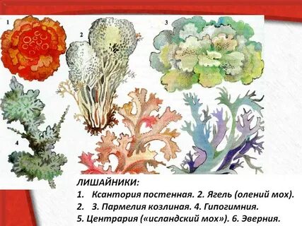 3 ягель