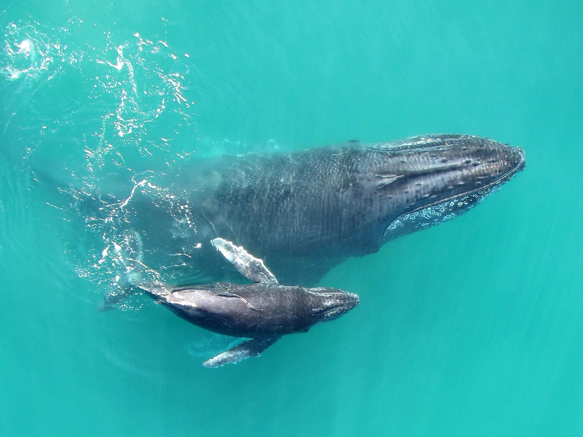 Ласты китообразных. Кит Горбач с детенышем. Самка горбатого кита. Кит горбатый кит. Серый горбатый кит.