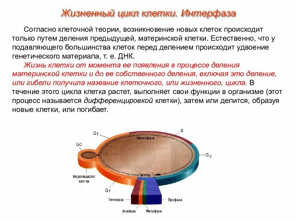 Процессы интерфазы клеточного цикла