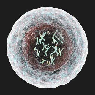 Human cell