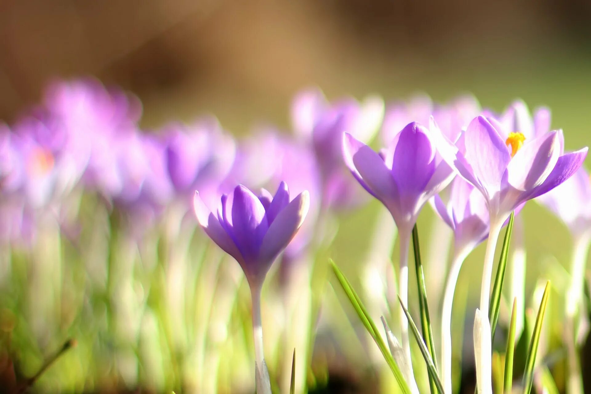 Весенние картинки на экран компьютера. Крокус фиолетовый первоцвет. Первоцветы (подснежники, крокусы, гиацинты).. Весенние цветы первоцветы Крокус. Весенние первоцветы фиолетовые.