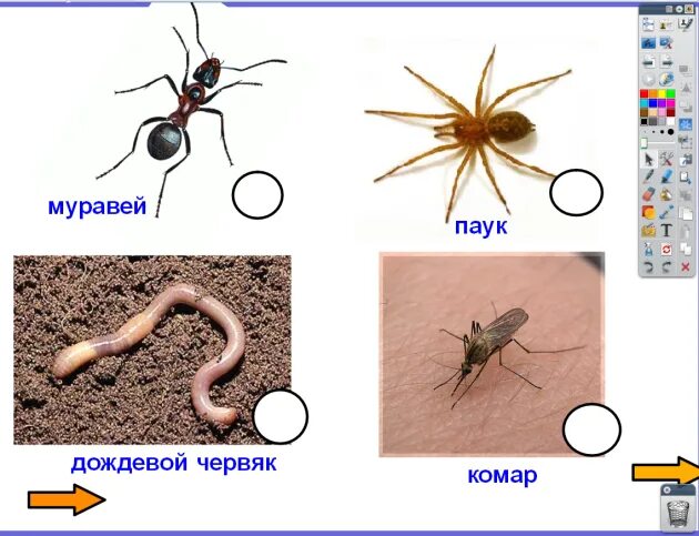 Черви комаров. Кто победит паук или муравей. Волк комар червяк.