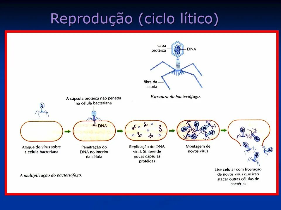 Вирус os. Вирусные бактерии. Virus for kids. Фагос san. Бактерии и вирусы под микроскопом.