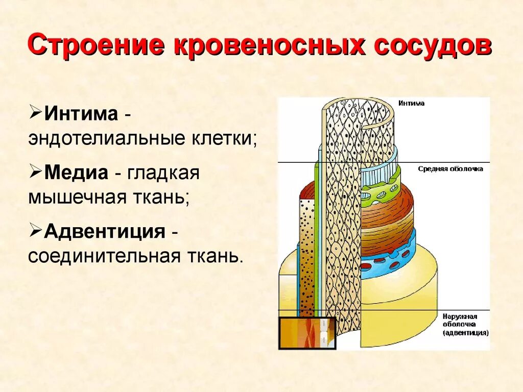 Сосуды особенности строения и функции. Общий принцип строения кровеносных сосудов. Общий план строения стенки кровеносных сосудов. Общий план строения стенки сосуда. Общий план строения стенки артерий и вен.