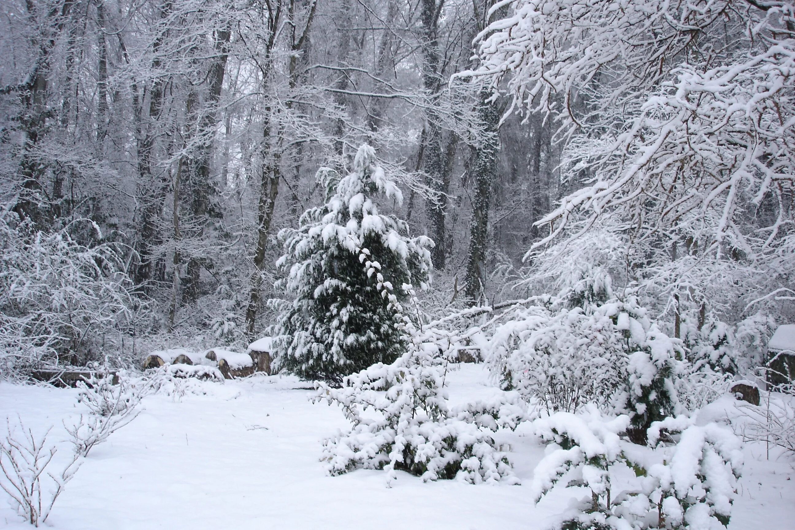 Зимний лес. Заснеженный лес. Снежный лес. Лес в снегу. Где умеренно холодная снежная зима