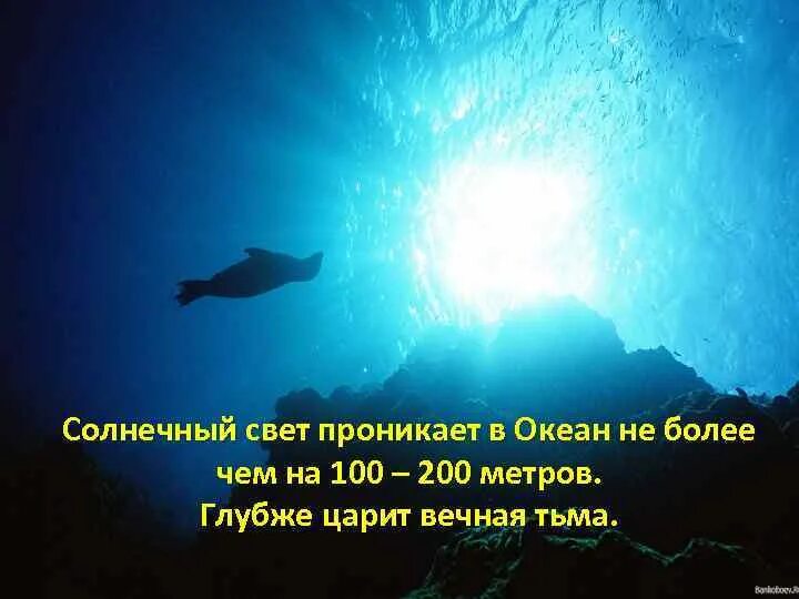 Проникнуть в глубь. Свет солнца проникает в океан. Свет проникает в воду на глубину. Глубина океана максимальная. Солнечный свет на глубину проникает.