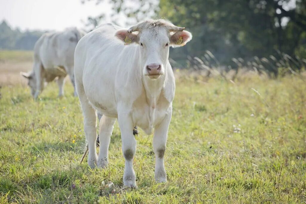 выставка агрос животные. калининград сельское хозяйство. калининградское животноводство. калининградское животноводство. ферма залесье калининградская область.