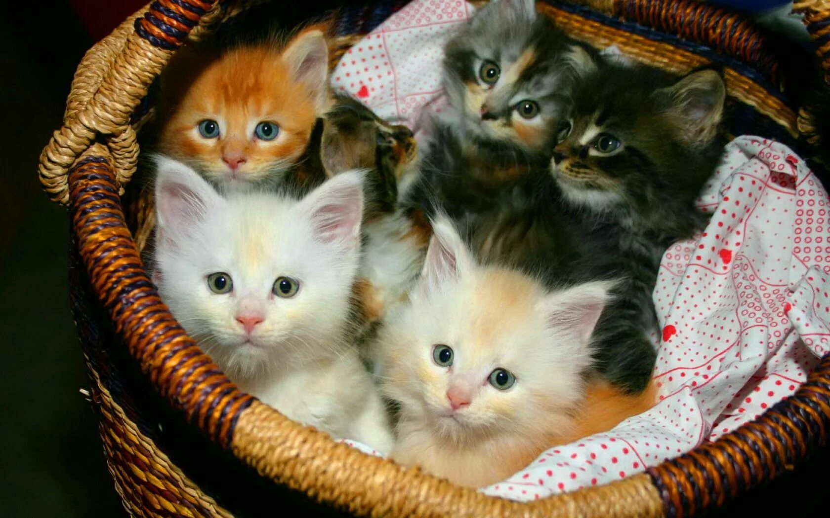 Фотографии котят. Много котят в корзинке. Пять котят в корзинке. Котята разных цветов. Пять милых котят.