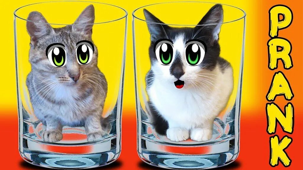 Включи коты давай. Анука давайка. кот малыш. анука давайка рисунки. а-ну-ка-давай-ка котики.