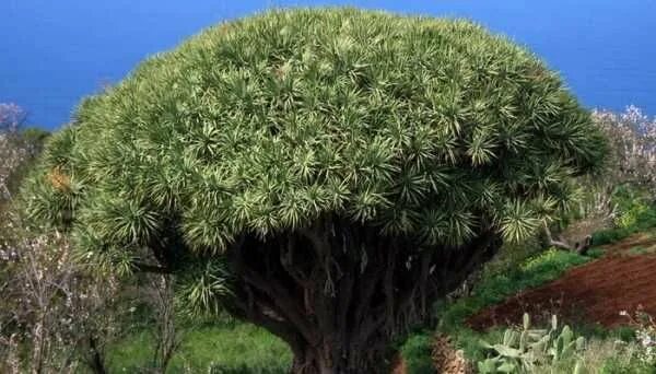 Trees to plant, Photo tree, Tree forest