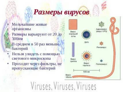 Вирус сколько ест