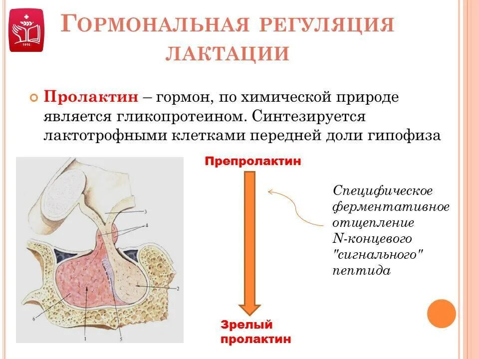 Гормоны гипофиза и их функции физиология. Гипофиз молоко. Гипофиз молоко. Гормональная регуляция грудного вскармливания. Гипофиз молоко.