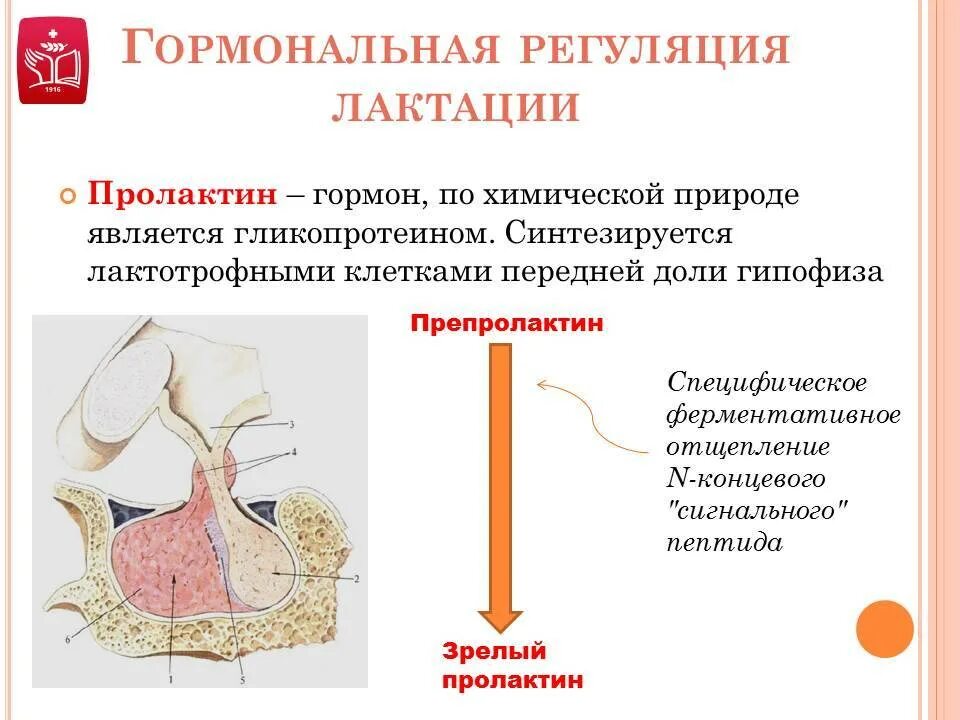 Выделение пролактина. Химическая природа гормона пролактин. Гормоны передней доли гипофиза химическая природа. Гормональная регуляция грудного вскармливания. Гормональная регуляция.