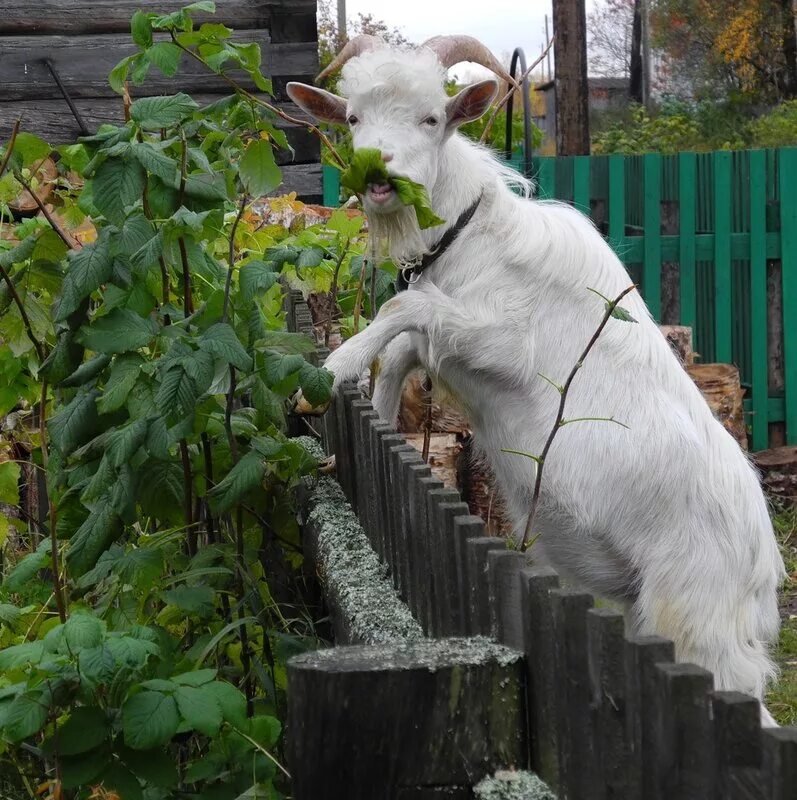 Мемы про капусту и грудь. Капуста увеличивает бюст девушки. Карикатуры животных. Пустить козла в огород. Пустить в огород.