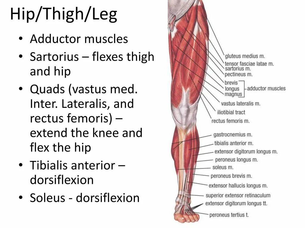 Thigh hip разница. Hip thigh. Thighs или Hips. Разница между Hip и thigh. Hip and thigh difference.