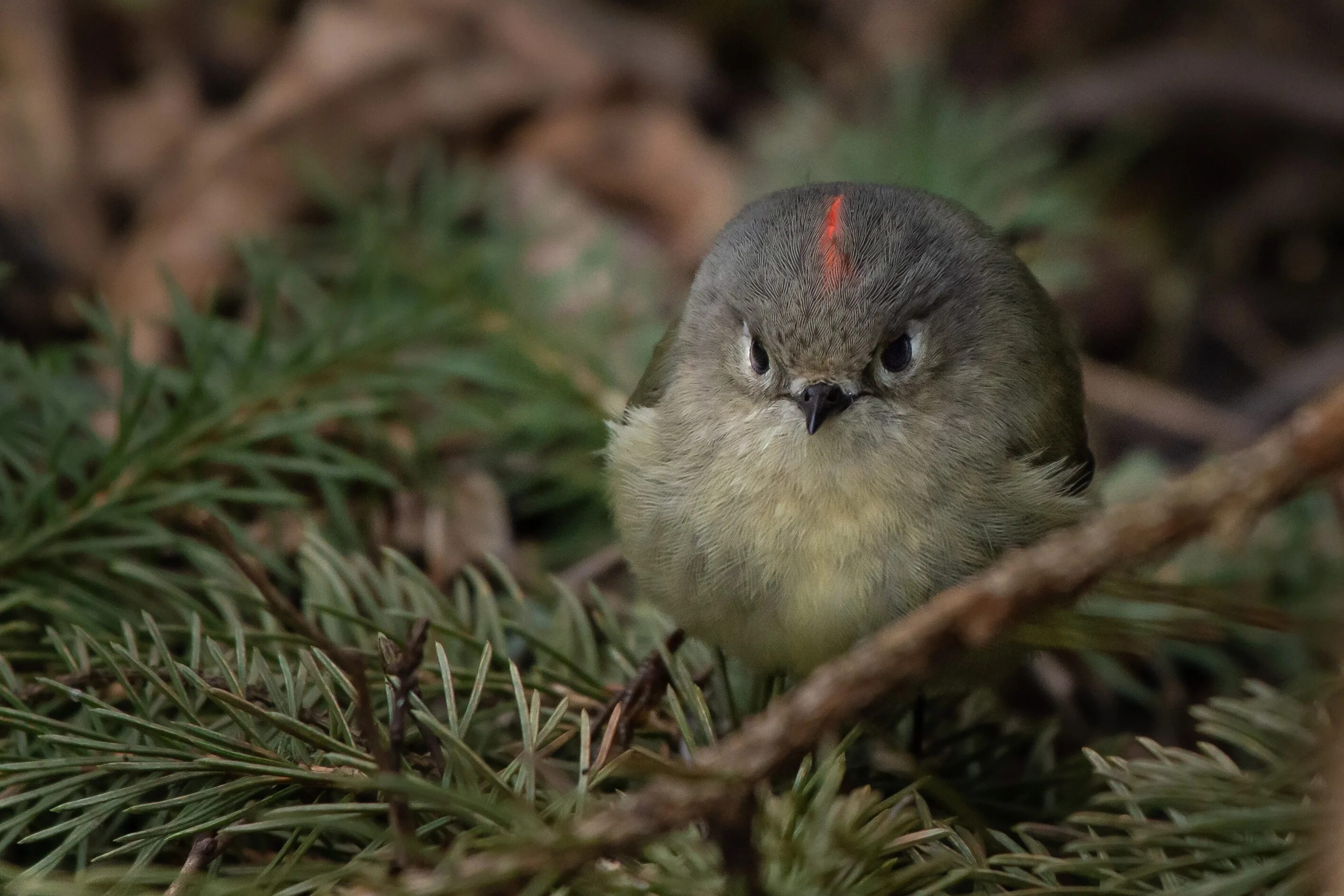 Птенец черного дрозда. Снегирь птица. Фото птицы на ветке сосны hd. Рубиновоголовый королёк. Птицы в лесу.