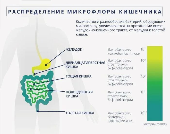 Микрофлора кишечника функции бактерий. Бактерии нормальной микрофлоры тонкого кишечника. Нормальная микрофлора желудочно-кишечного тракта. Функции бактерий в кишечнике человека. Сколько бактерий во рту