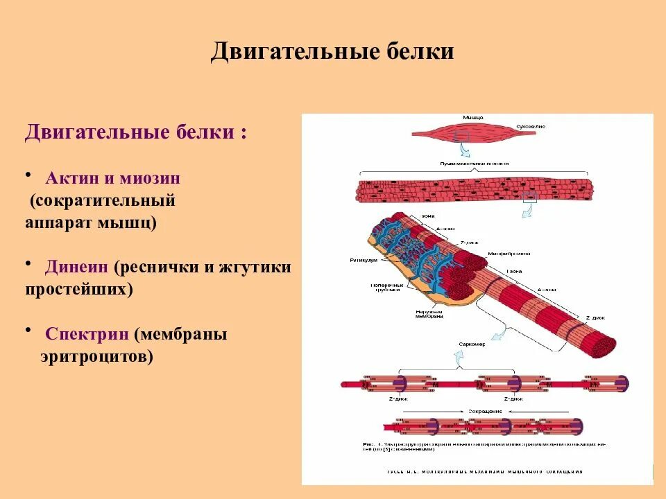 Сократительные белки мышц актин миозин тропомиозин. Двигательная функция белка. Актин двигательная функция белка. Сократительные белки актин и миозин функции.