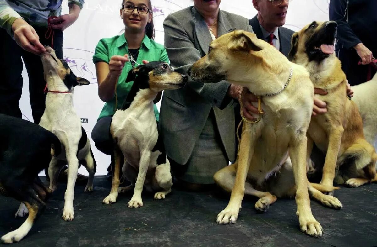 Вестминстер выставка собак. На выставке собак. Породы собак для выставок. Маленькие выставочные собаки.