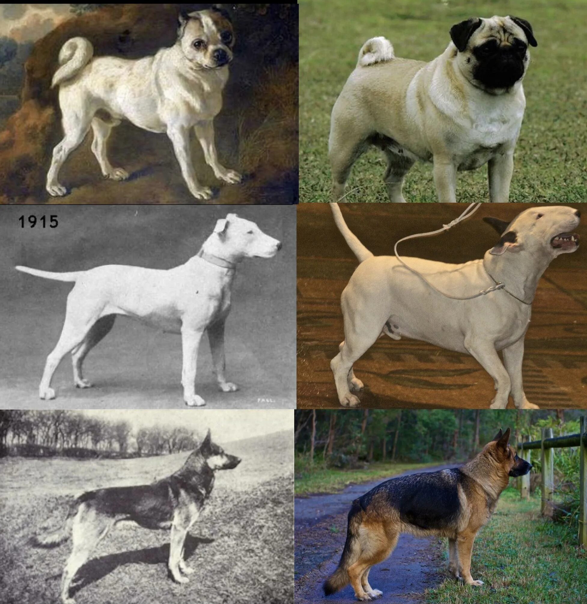 Искусственно выведенные породы собак. Сложные породы собак. Породы собак до 10 кг. Породы собак раньше и сейчас.