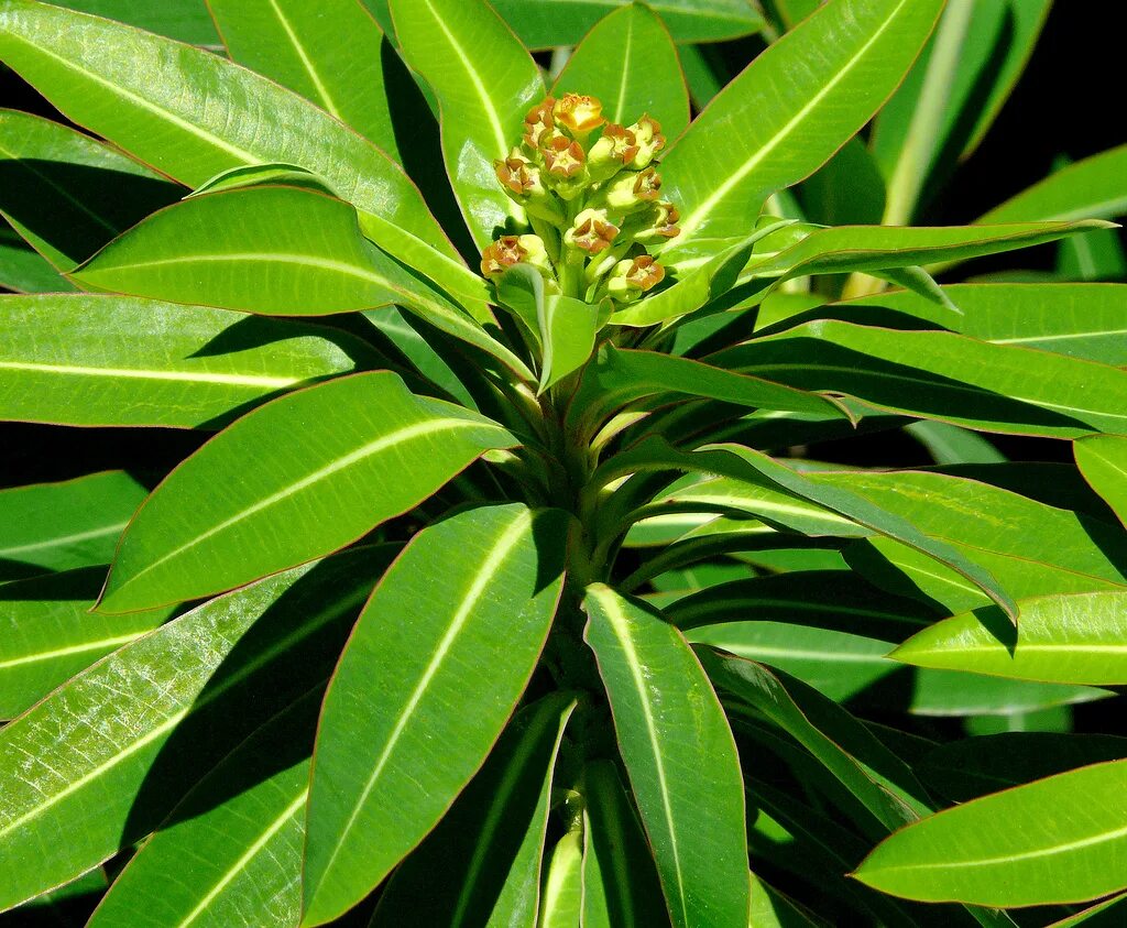 Молочайные. Молочай. Молочайные (подсемейство). Молочайные (Euphorbiaceae). Euphorbia mellifera.