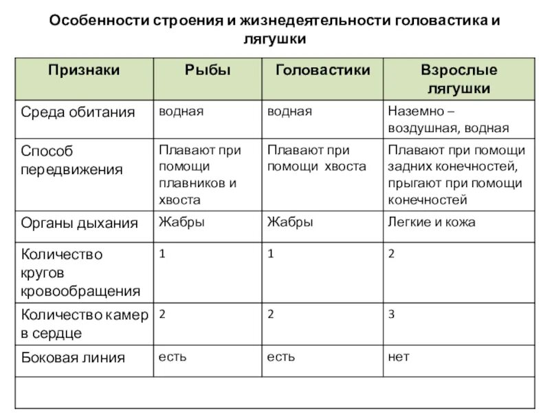 Внутреннее строение лягушки и головастика