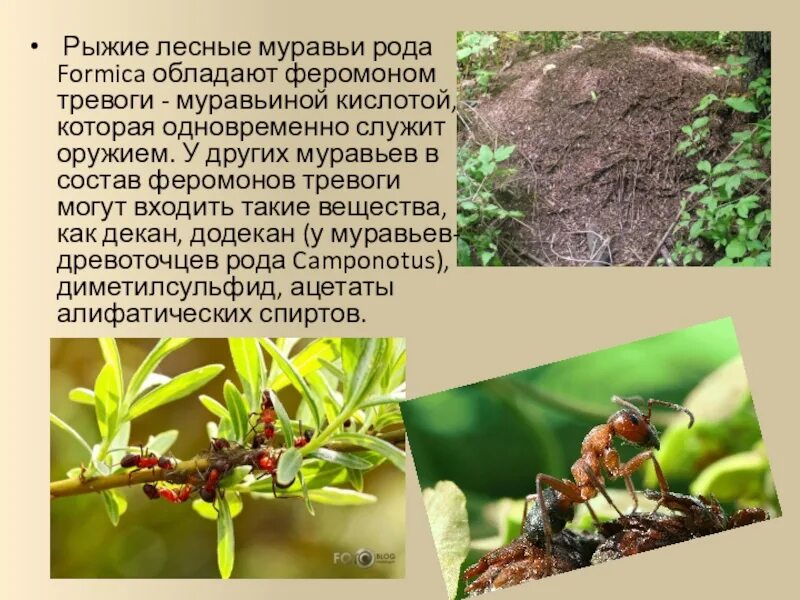 Рыжий муравей питание. Муравьи рода Формика. Рыжий Лесной муравей (Formica Rufa). Феромон тревоги муравьев. Роды у муравьёв.