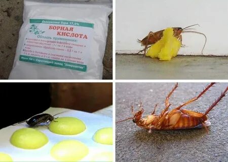 Лимонная кислота от тараканов отзывы