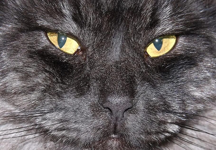 Лицо черного кота