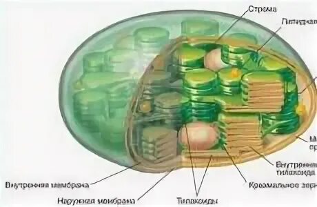 В хлоропластах содержится зеленый пигмент