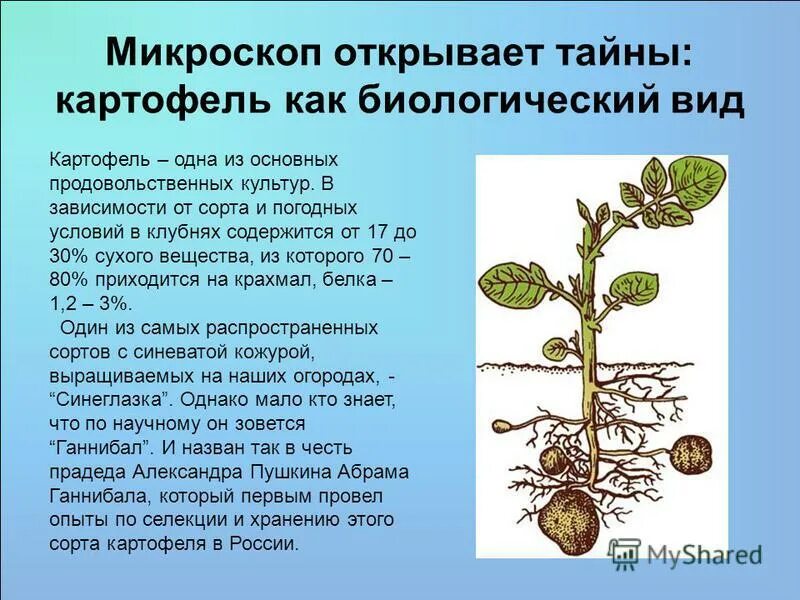 содержание полезных веществ в картофеле. клубнеплоды культуры страны. картофель пасленовые. процессы происходящие при хранении картофеля. содержание крахмала в картофеле.
