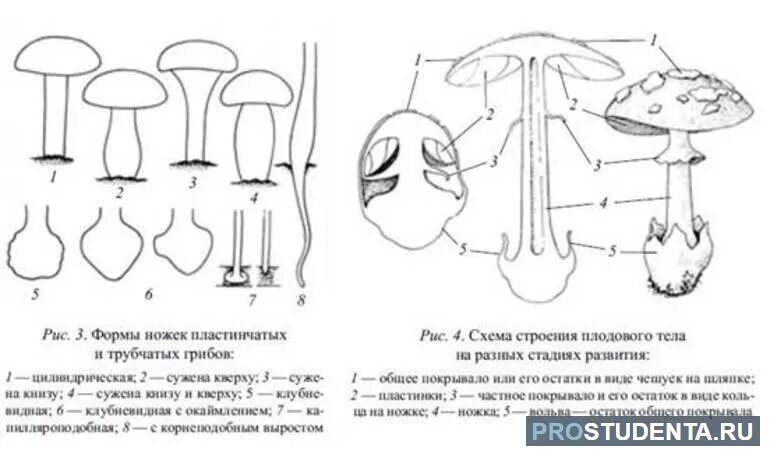 Имеют пластинчатые и трубчатые плодовые тела. Строение гриба Лисичка. Опята схема строения. Трубчатые грибы схема. Строение гриба для дошкольников.