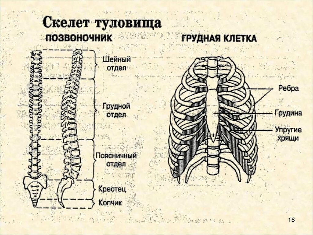 Ребро отдел скелета. Скелет туловища позвоночник. Скелет туловища анатомия. Скелет туловища Позвоночный столб. Грудной отдел позвоночника с ребрами.